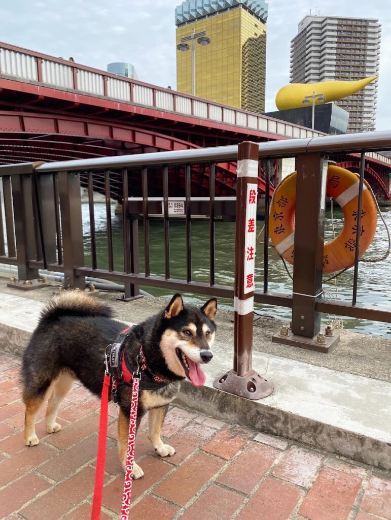 愛犬と隅田川