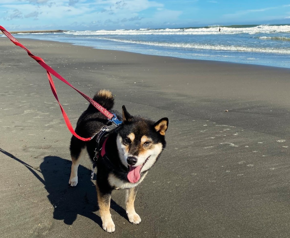 九十九里浜での愛犬