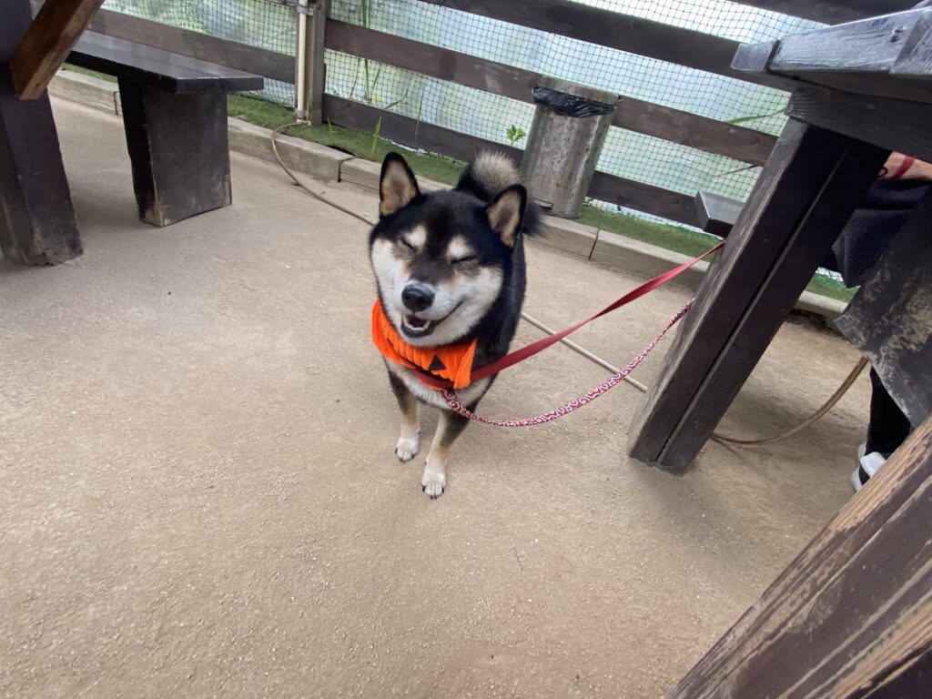 テラス席の愛犬