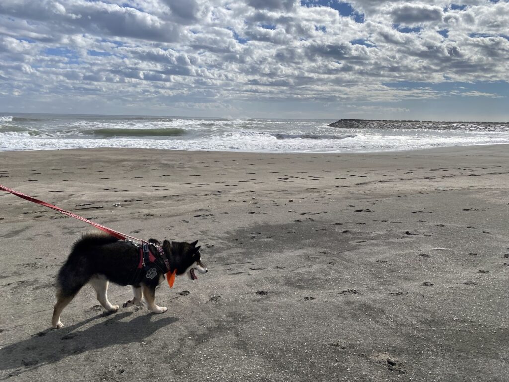 一宮海岸を歩く愛犬