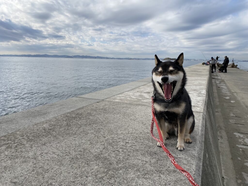 あくびしている愛犬