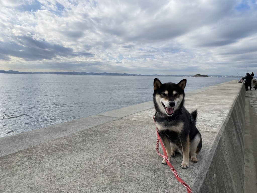 海と愛犬