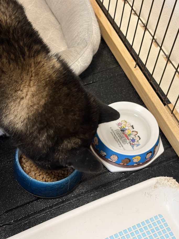 愛犬の食事イメージ