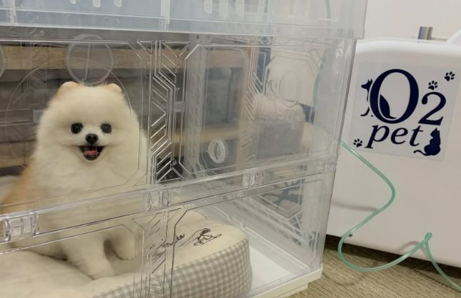 酸素室でくつろぐピピちゃん