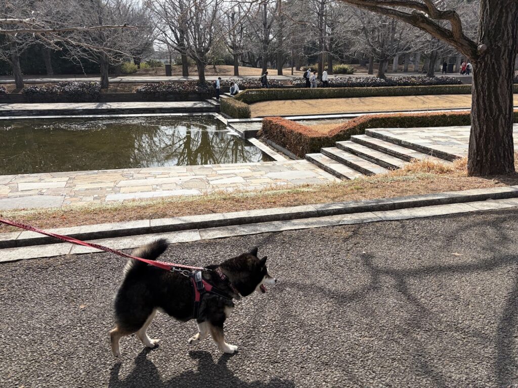 昭和記念公園を歩く黒柴