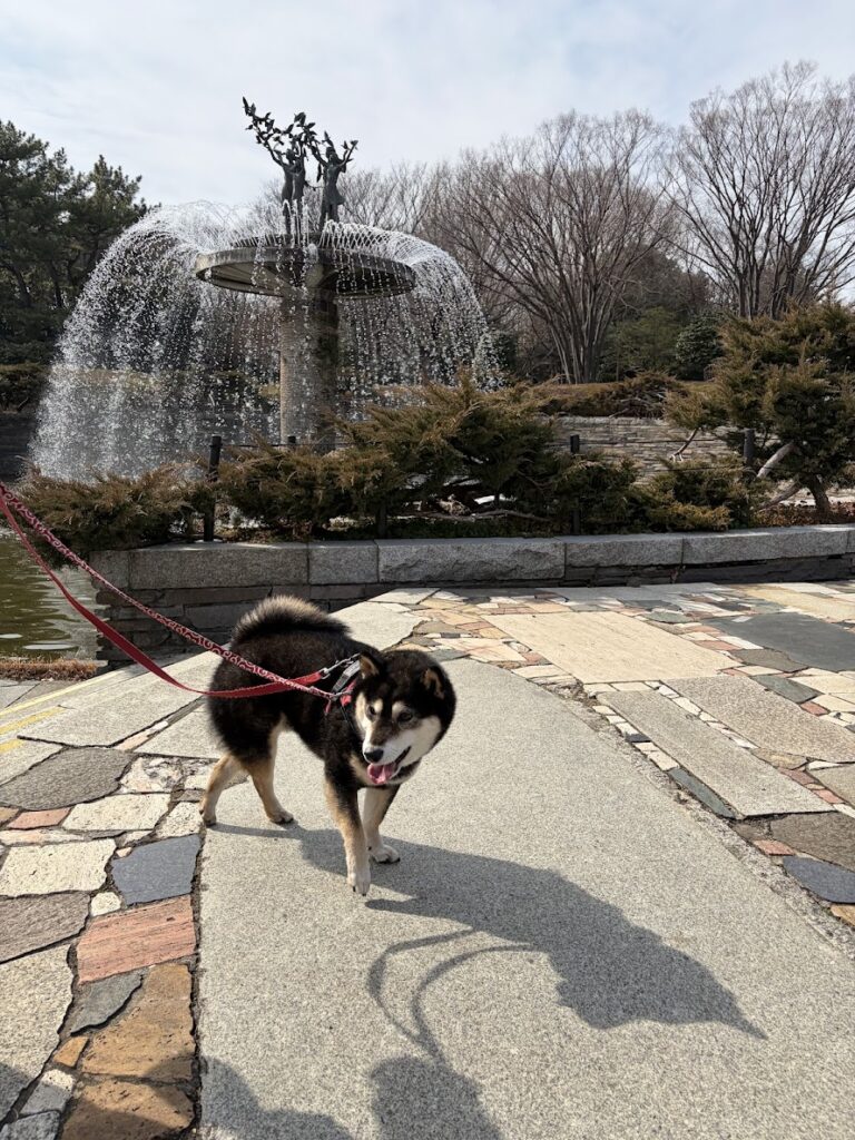 噴水と黒柴