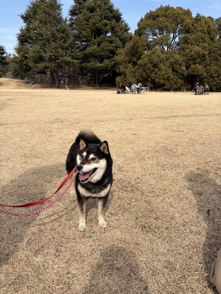 広場にいる黒柴