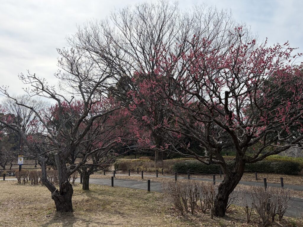 梅の木