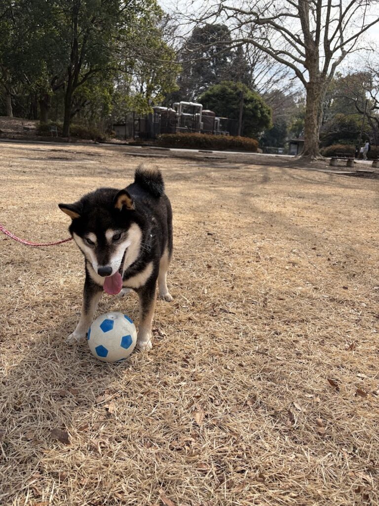 黒柴とサッカーボール