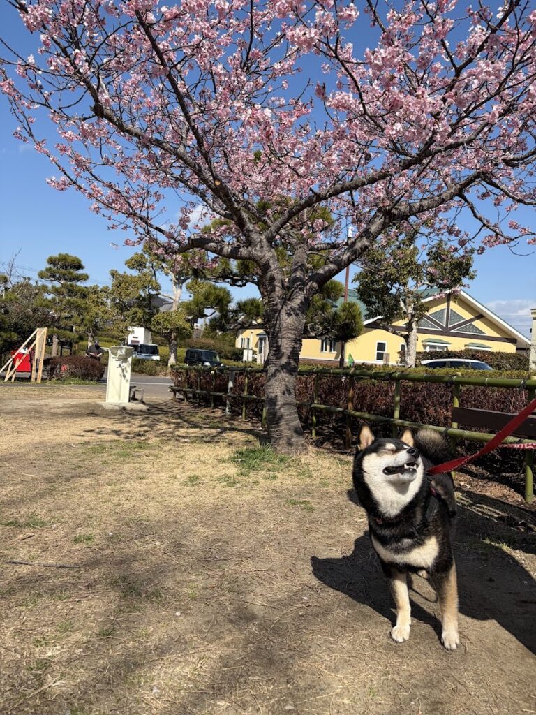 梅の木と黒柴