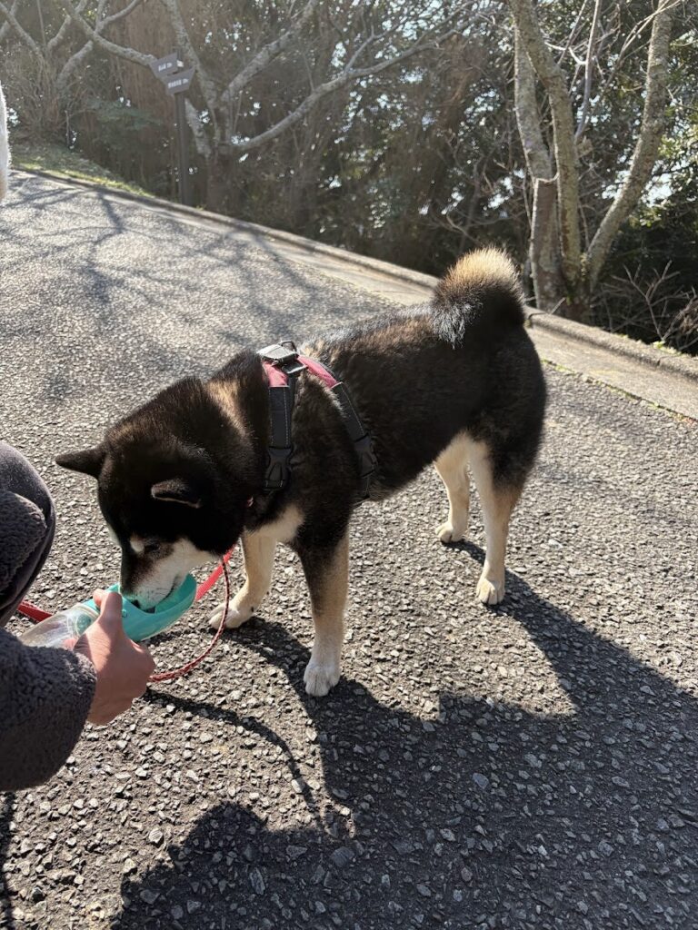 水を飲む黒柴