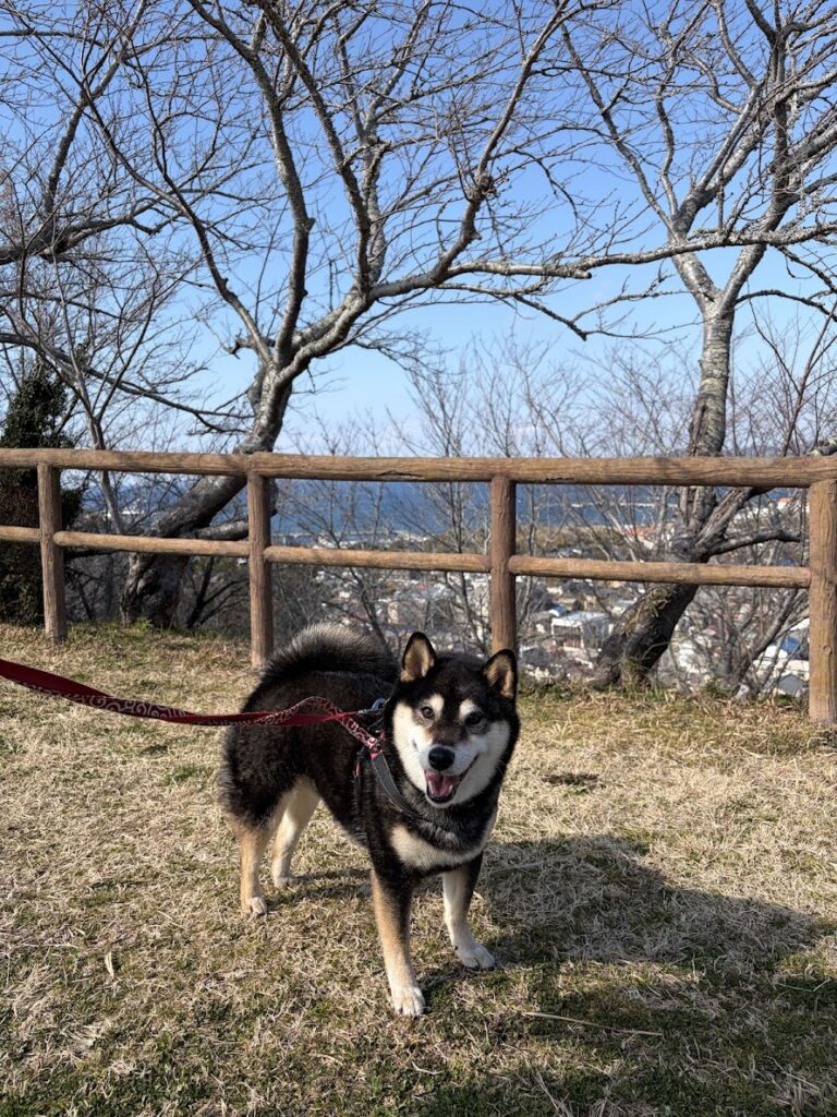 丘の上の黒柴