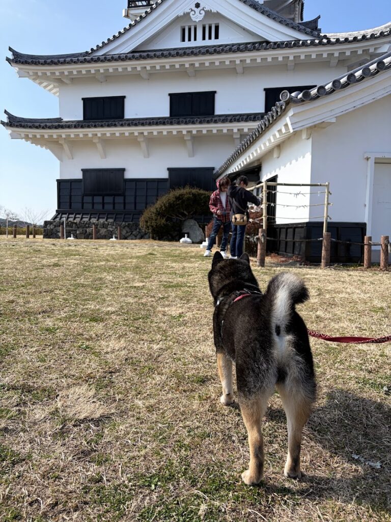 館山城を見る黒柴