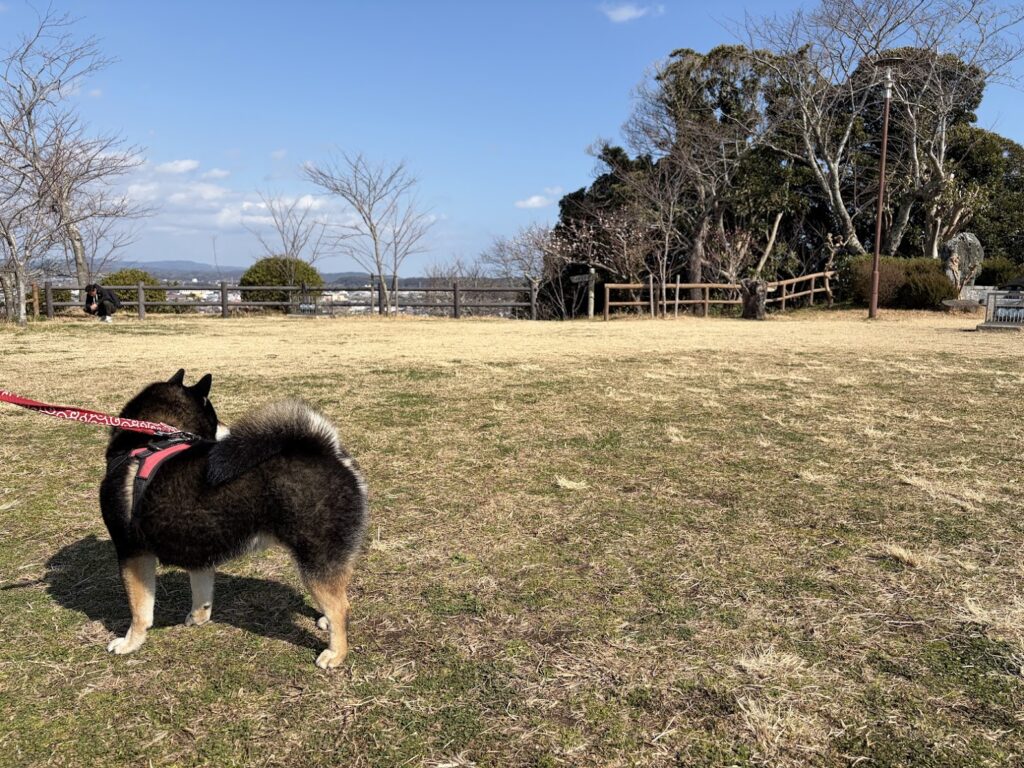 広場の様子を伺う黒柴