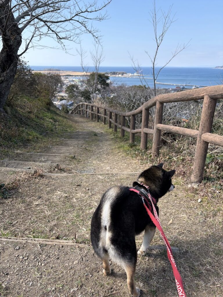 会談前の黒柴